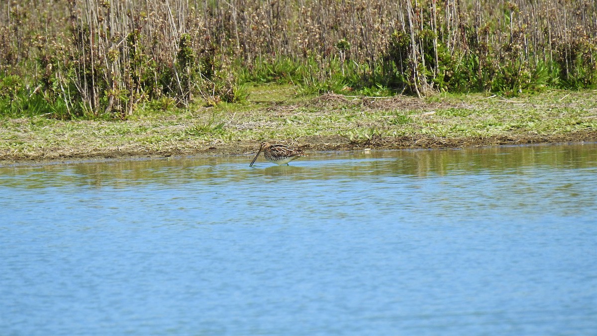 Common Snipe - ML214842031