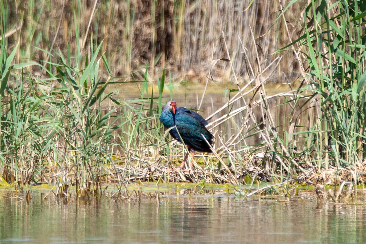 Gray-headed Swamphen - ML214842081