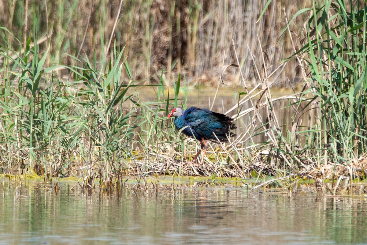 Gray-headed Swamphen - ML214842091