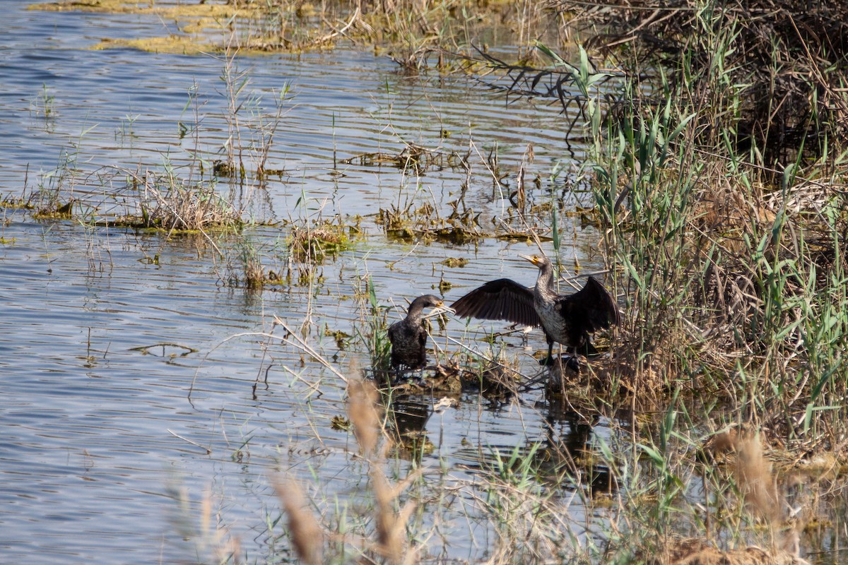 Cormorán Grande - ML214842101