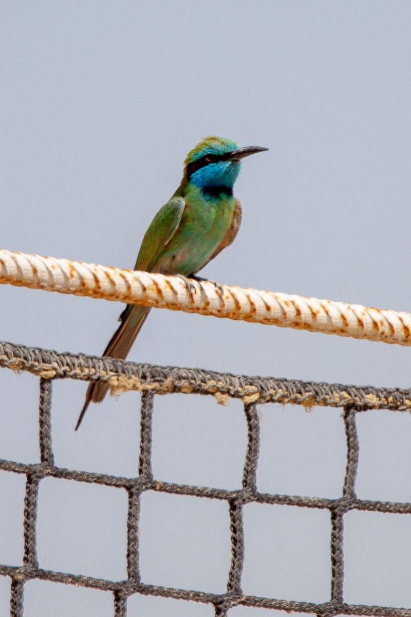 Arabian Green Bee-eater - Nikos Mavris