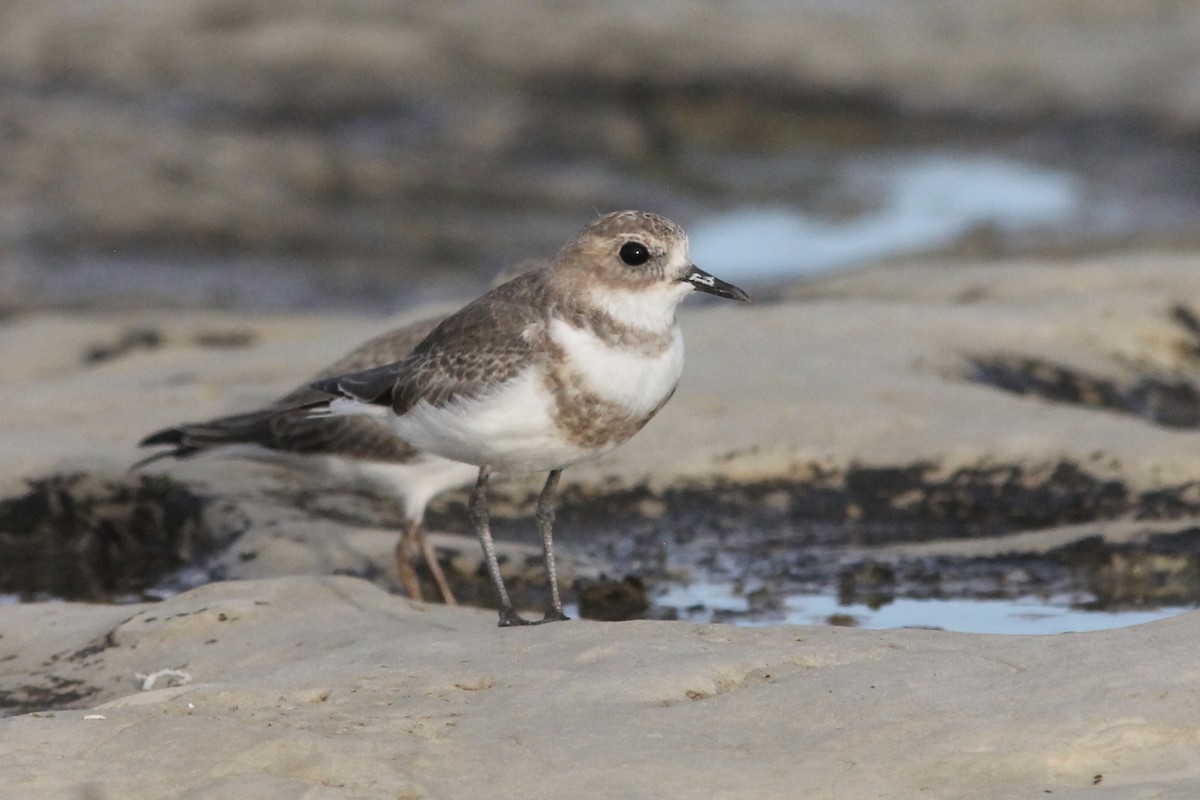 Two-banded Plover - ML214842201