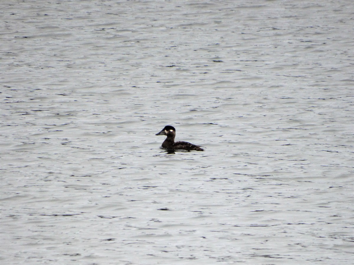 Surf Scoter - Mike Russum