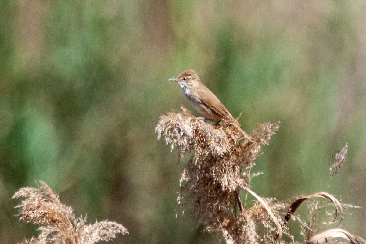 Clamorous Reed Warbler - Nikos Mavris