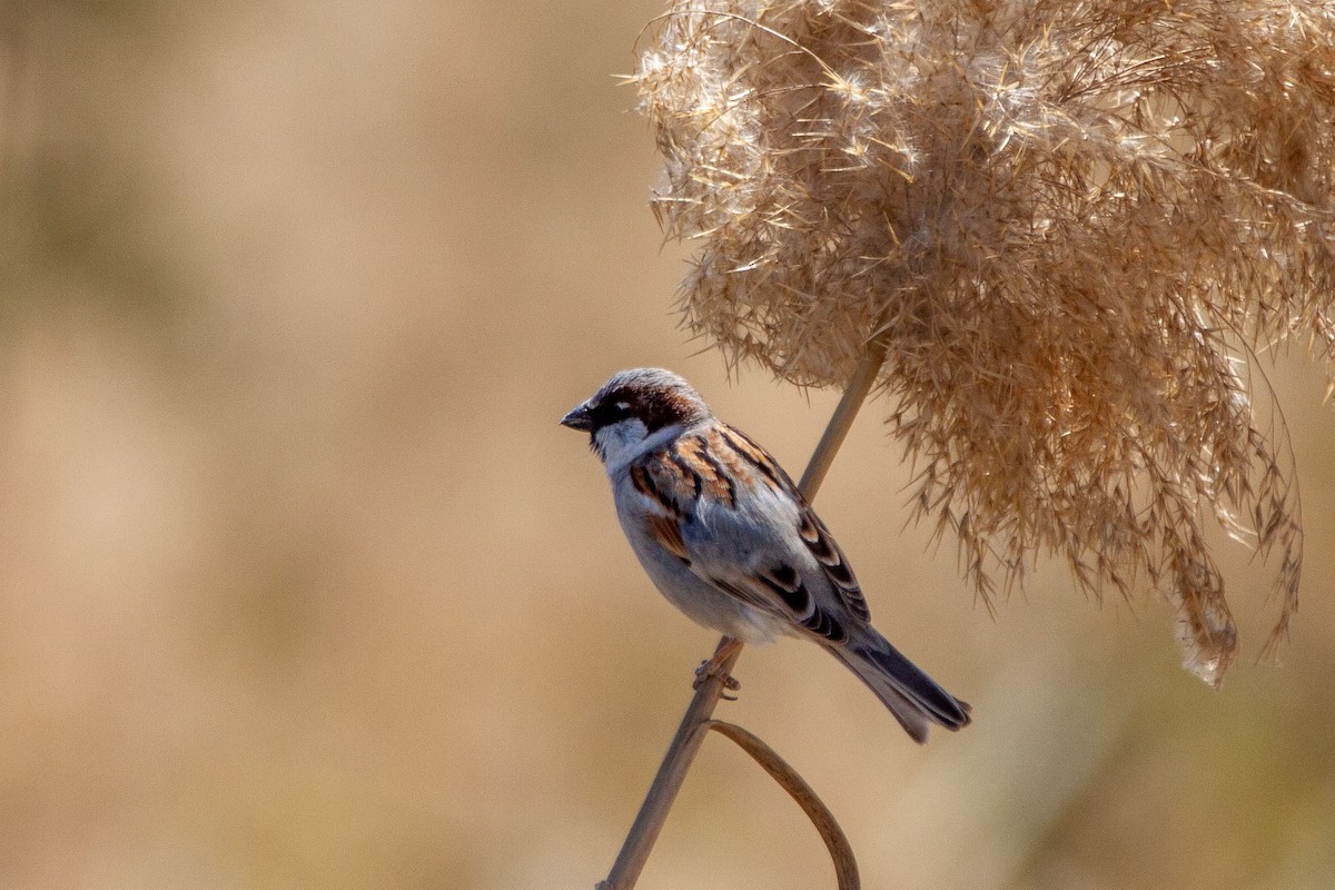 House Sparrow - Nikos Mavris