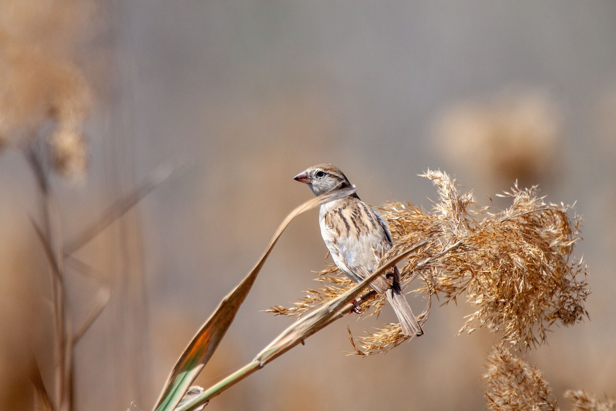 House Sparrow - Nikos Mavris