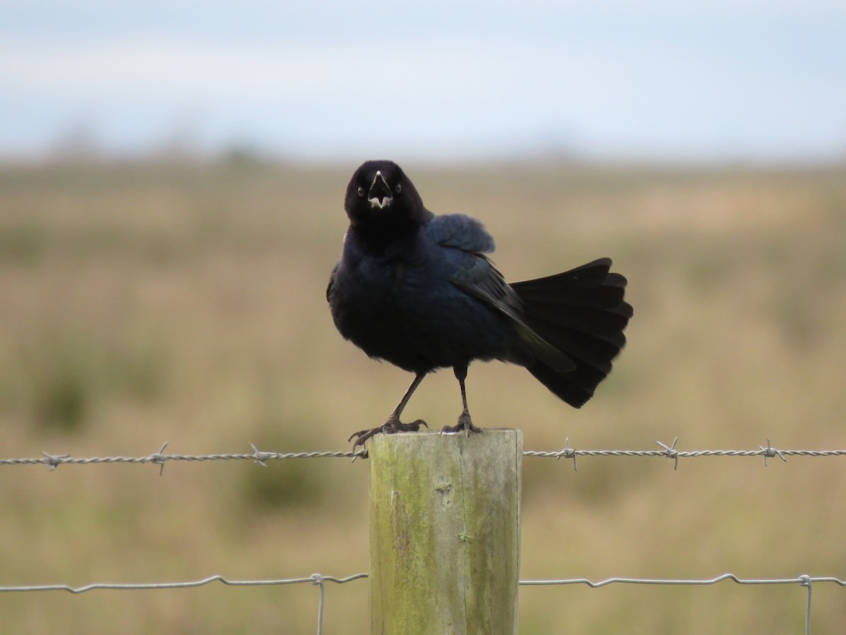 Boat-tailed/Great-tailed Grackle - ML214844081