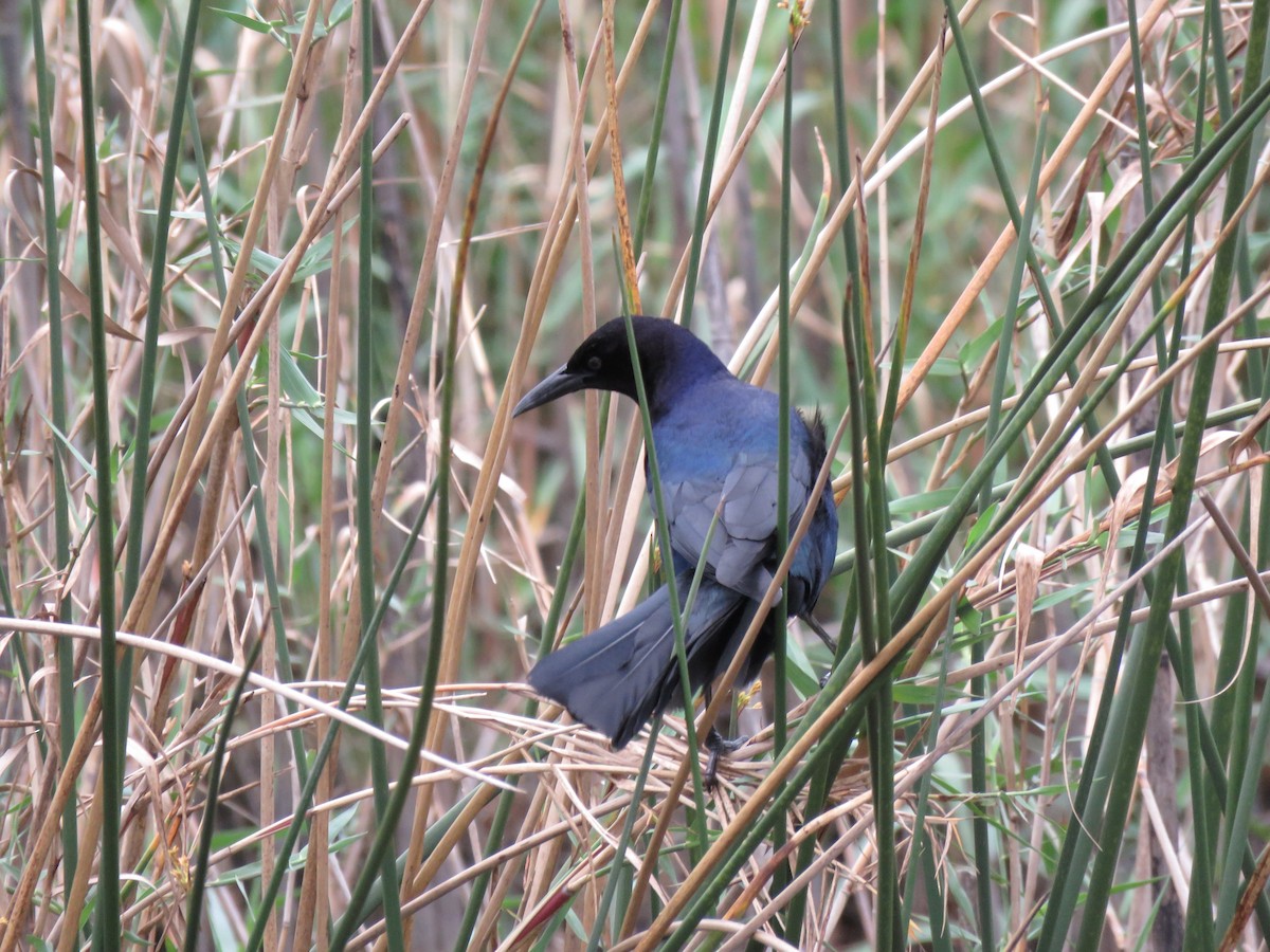 Boat-tailed/Great-tailed Grackle - ML214844251