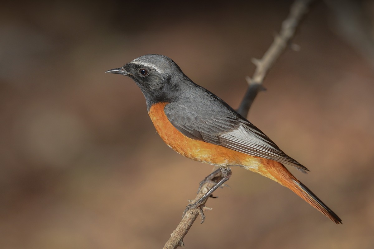 シロビタイジョウビタキ（samamisicus） - ML214844821