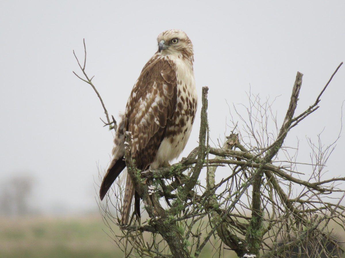 Red-tailed Hawk - ML214845251