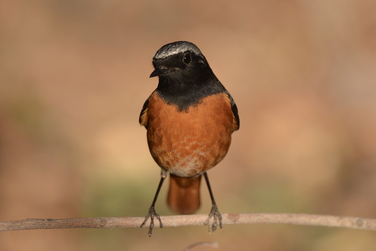 シロビタイジョウビタキ（samamisicus） - ML214845971