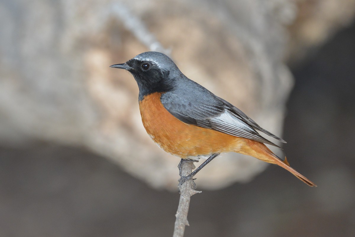 Common Redstart (Ehrenberg's) - Khalifa Al Dhaheri