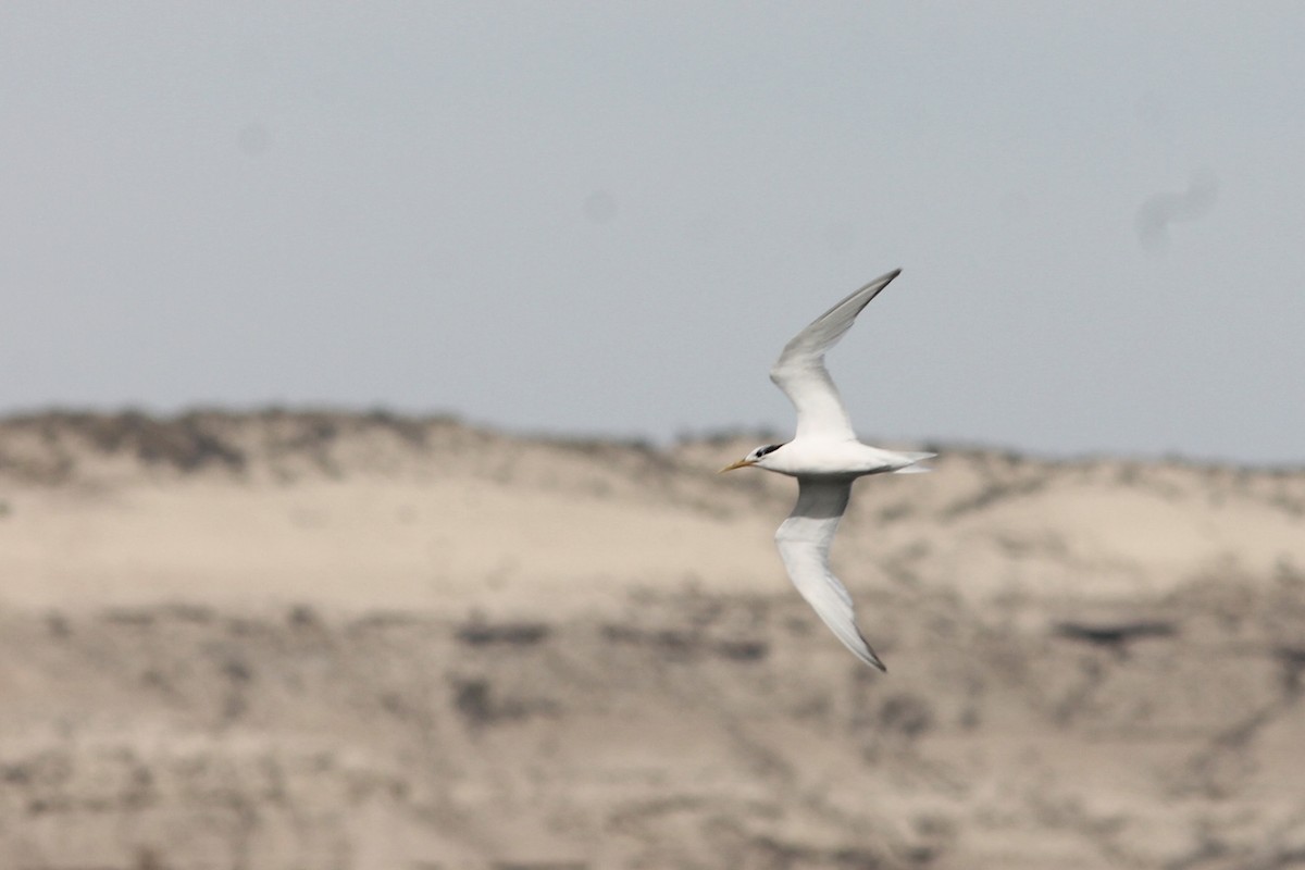 Sandwich Tern (Cayenne) - Edward Landi