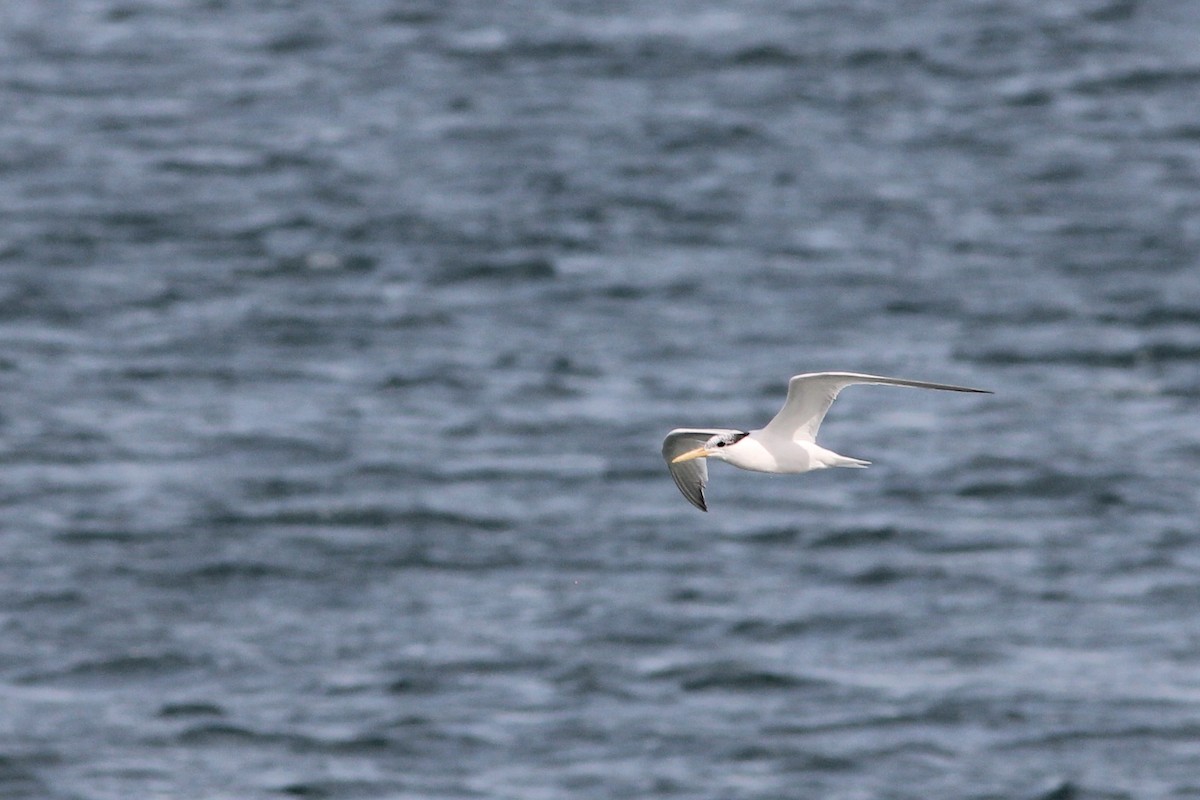 Sandwich Tern (Cayenne) - Edward Landi