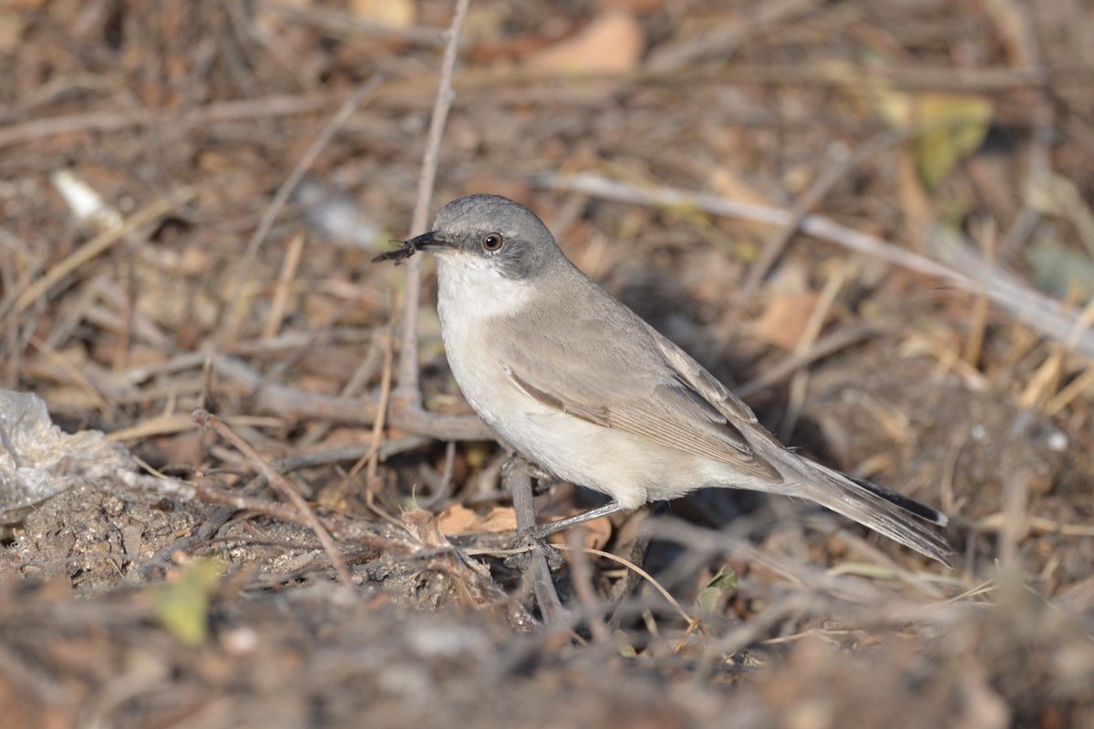 Lesser Whitethroat (Lesser) - ML214847491