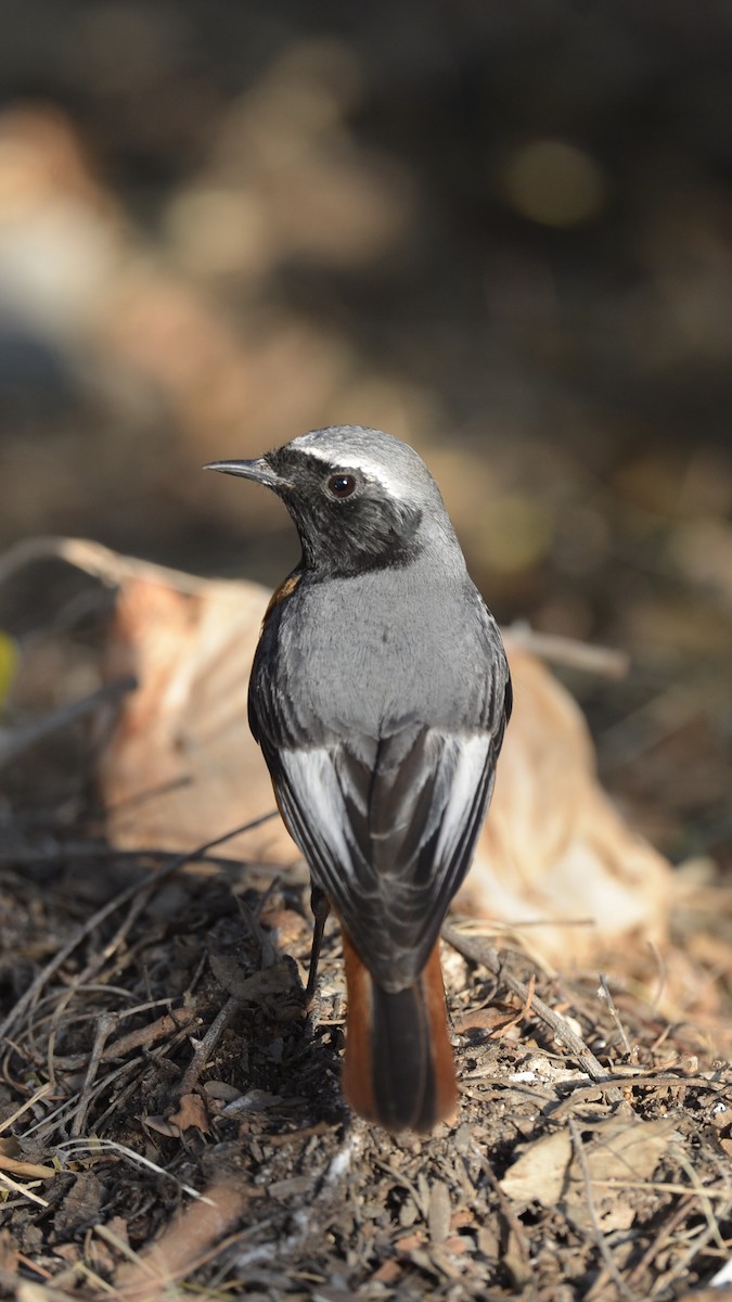 シロビタイジョウビタキ（samamisicus） - ML214847551