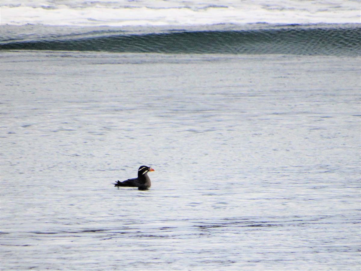 Rhinoceros Auklet - Mike Russum