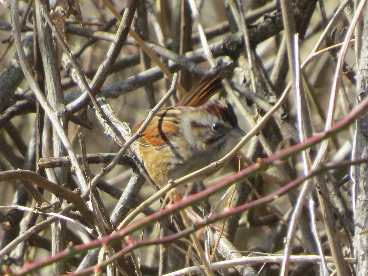 Swamp Sparrow - ML214849061