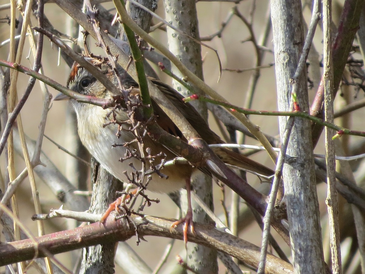 Swamp Sparrow - ML214849071