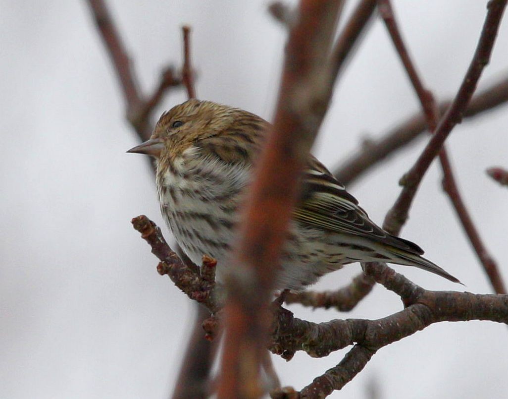 Pine Siskin - ML214849211