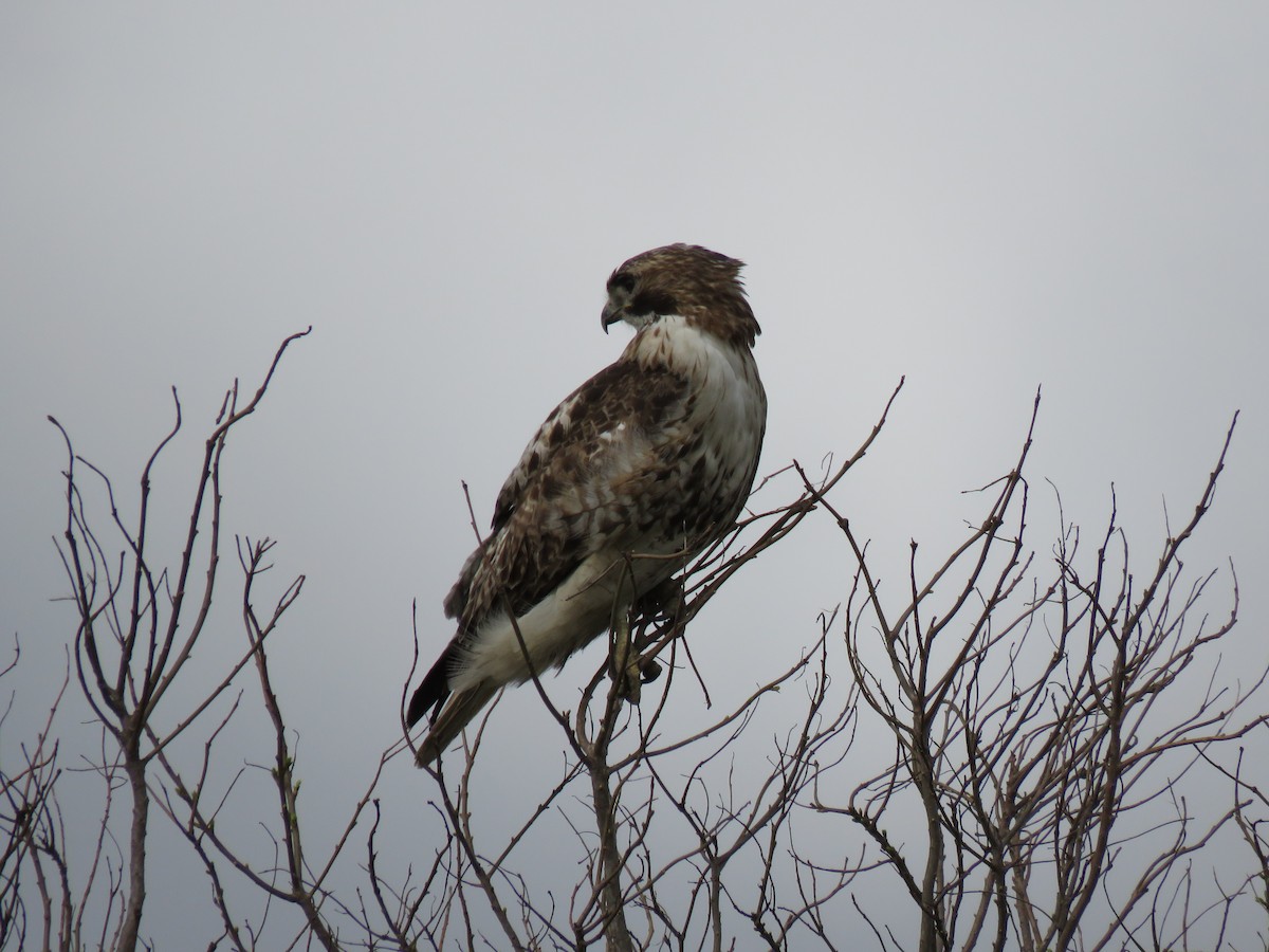 Red-tailed Hawk - ML214849241