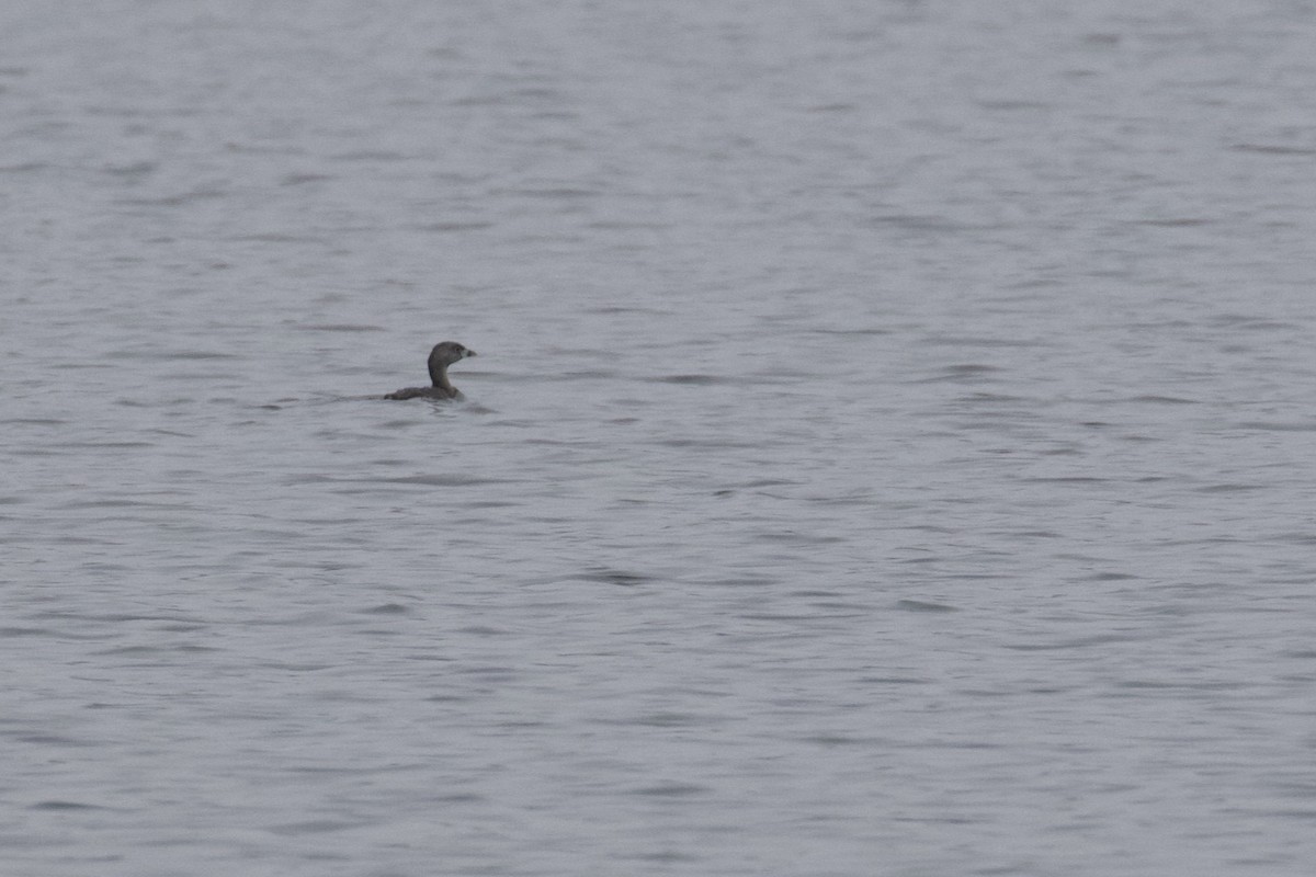 Pied-billed Grebe - ML214849271