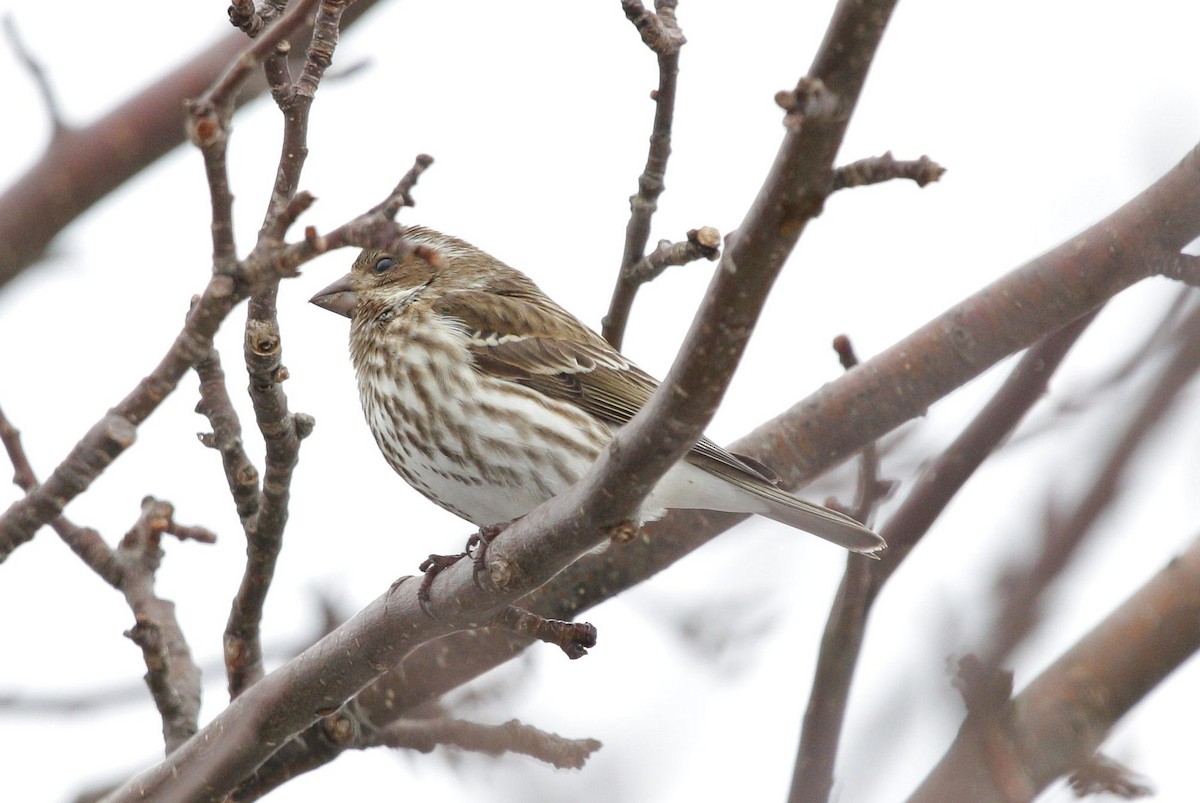 Purple Finch - ML214849551