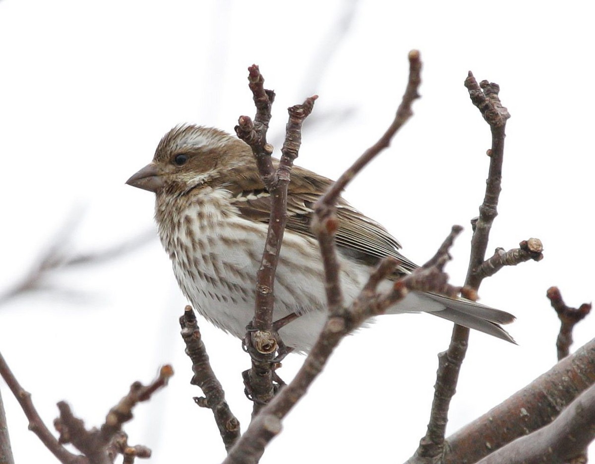 Purple Finch - ML214849861