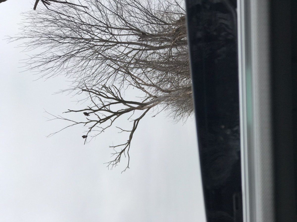 Turkey Vulture - ML214850541