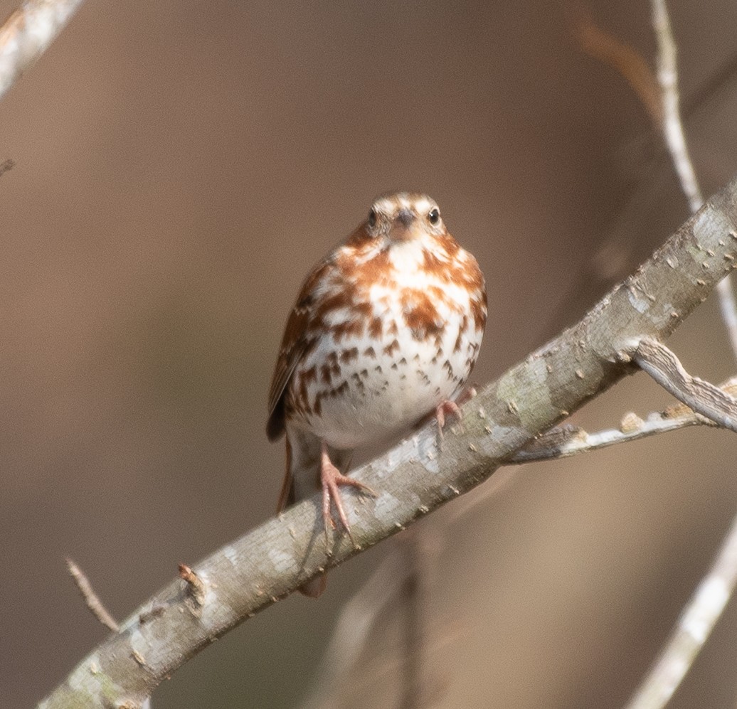 Fox Sparrow - ML214850811