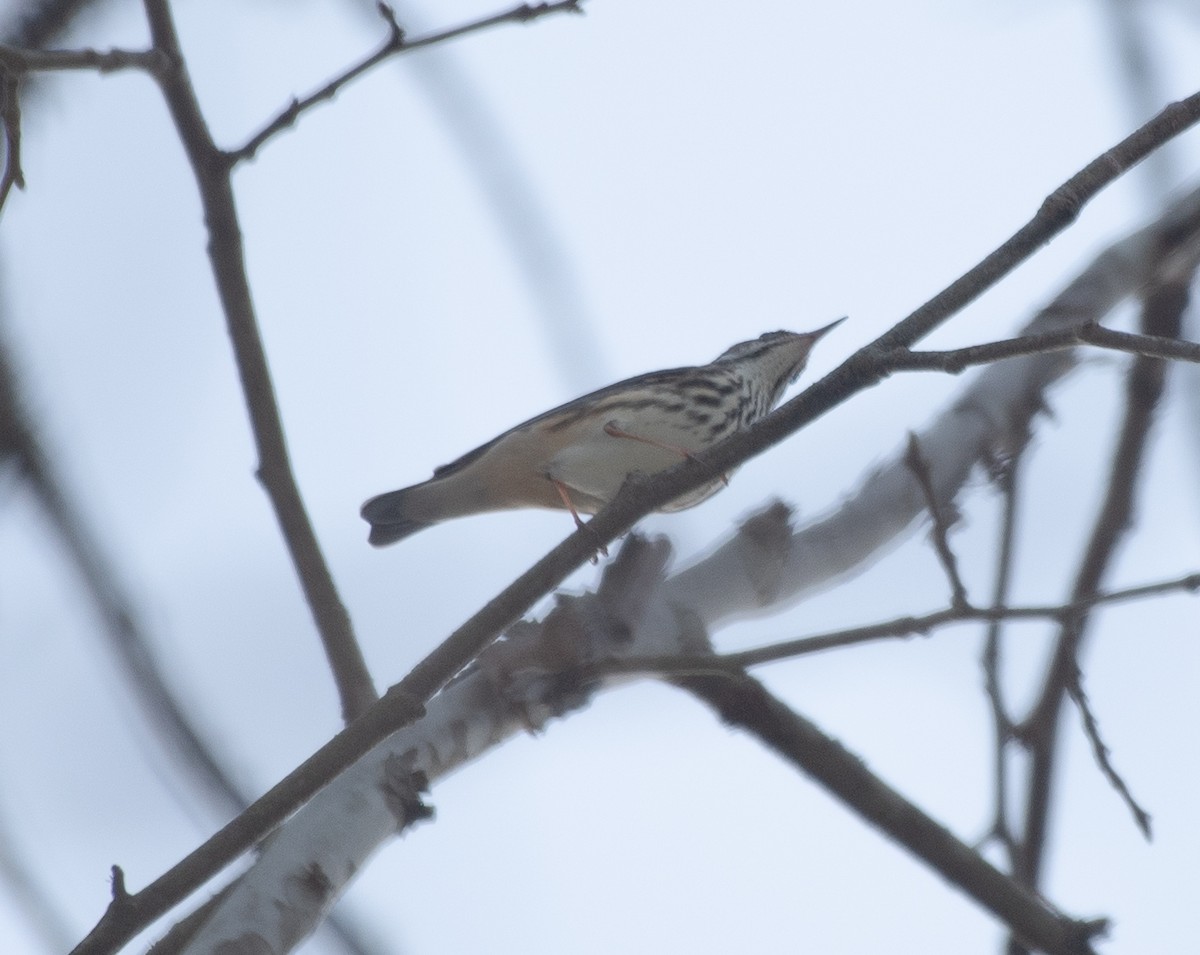 Louisiana Waterthrush - ML214850881