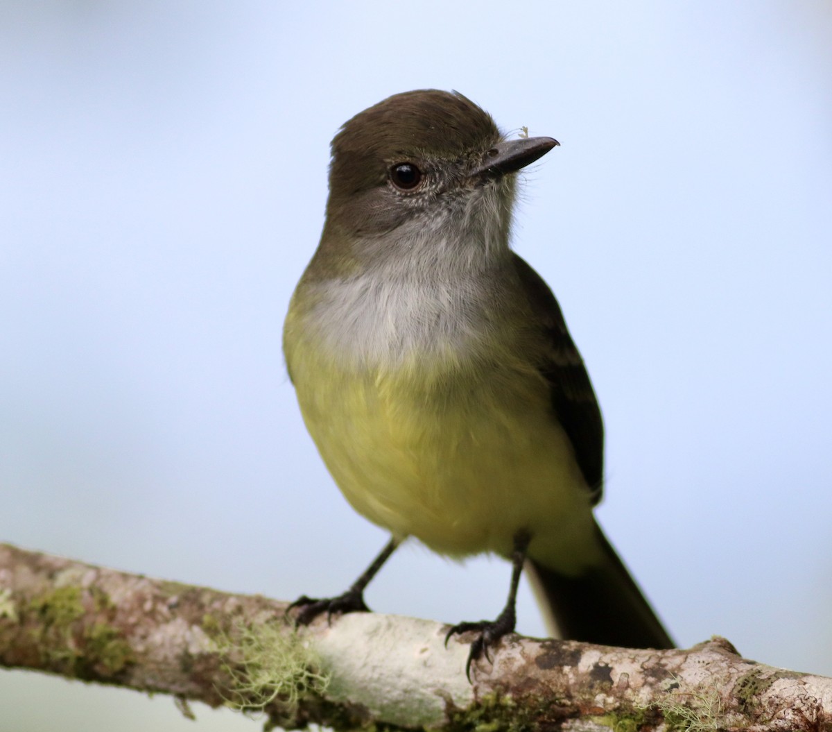 Pale-edged Flycatcher - Nick  Lund