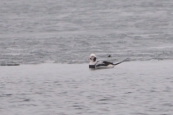 Long-tailed Duck - ML214855411