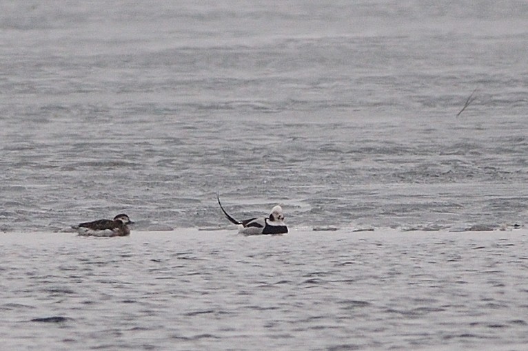 Long-tailed Duck - ML214855421