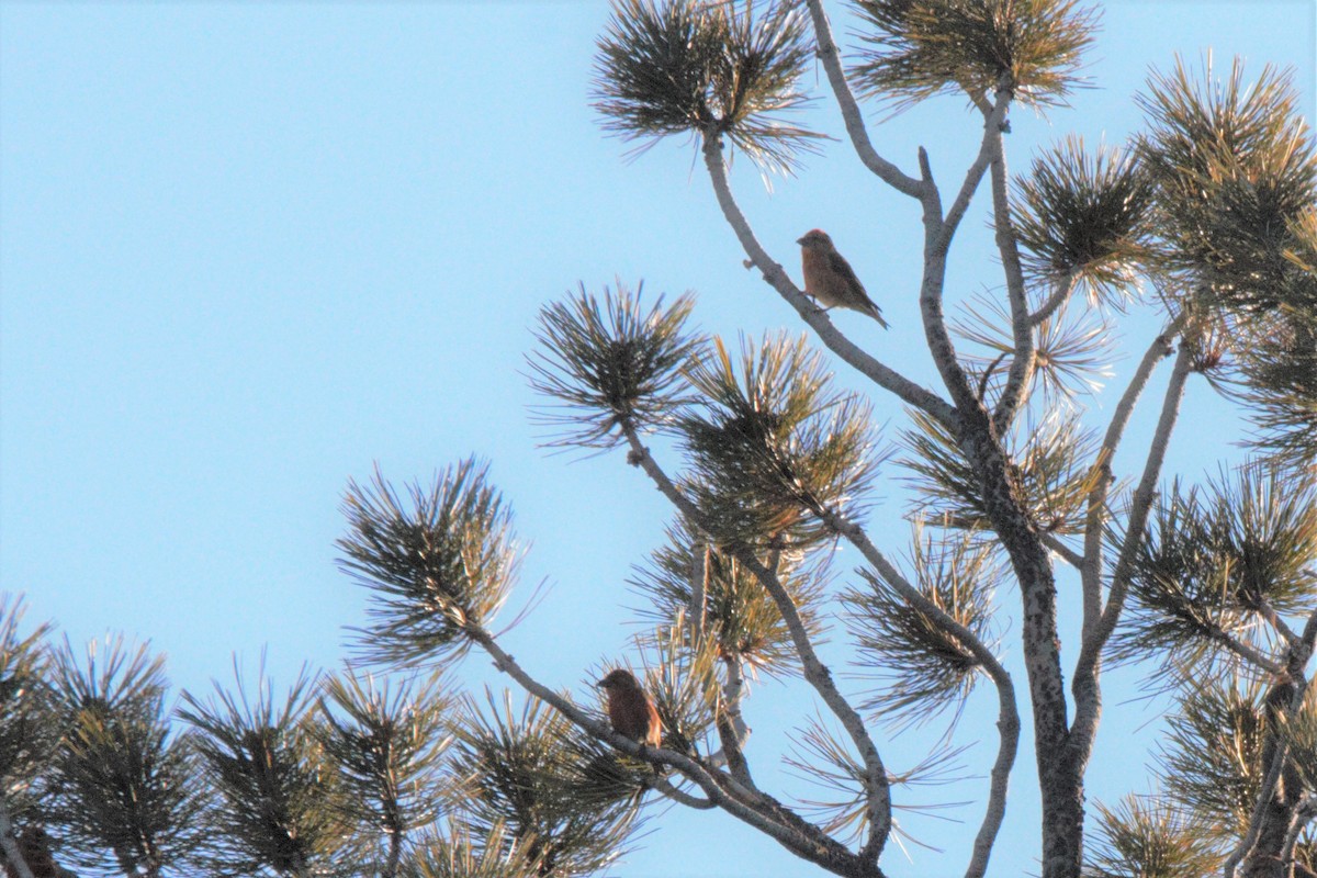 Red Crossbill - ML214856821