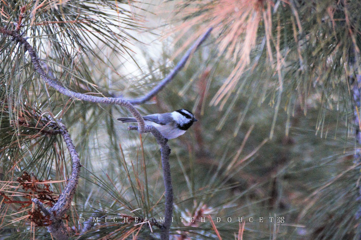 Mountain Chickadee - ML214856911