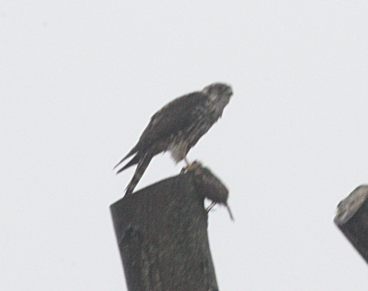 Merlin - ML214859131