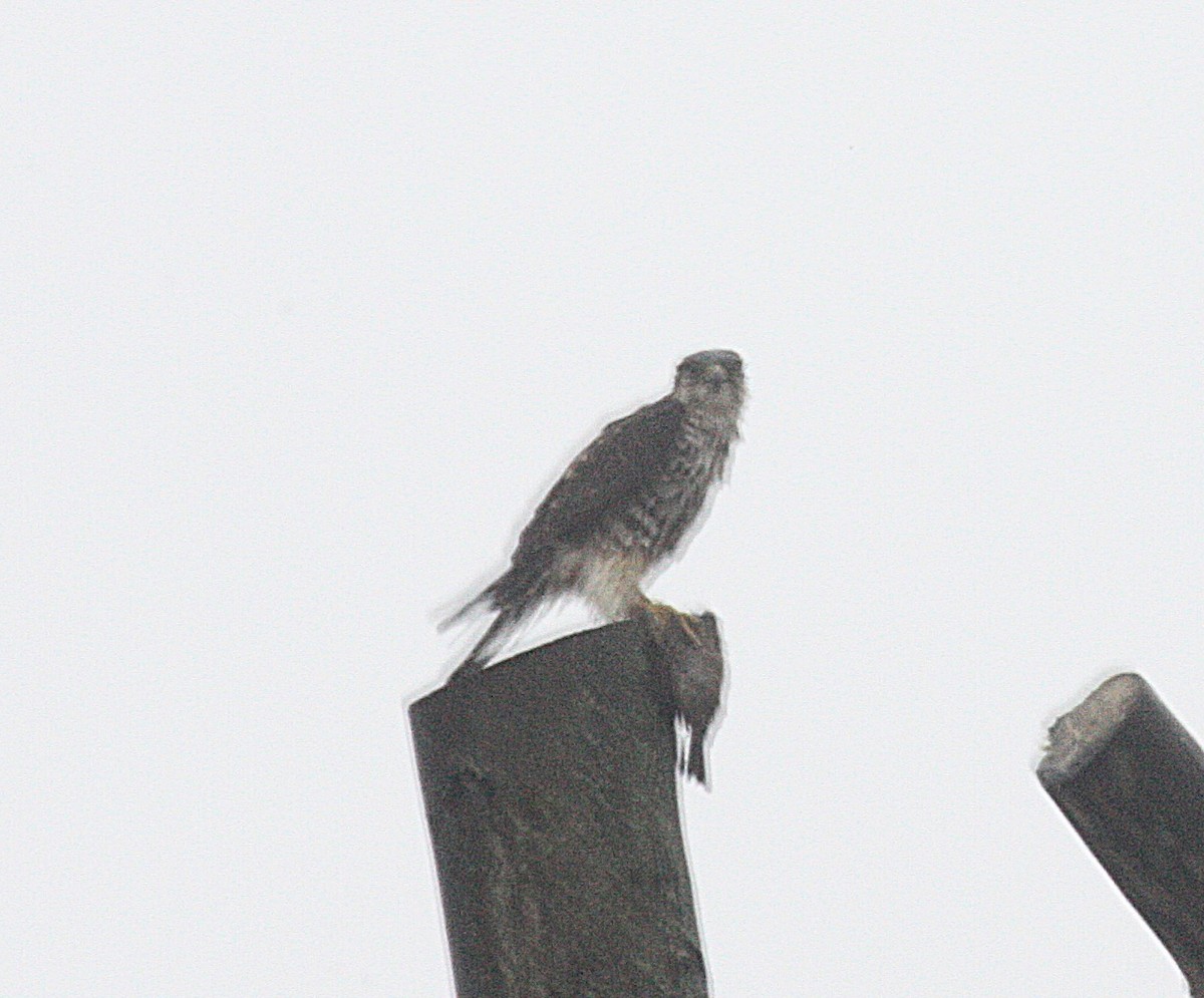 Merlin - ML214859141