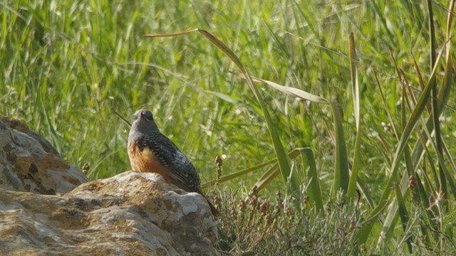 Rufous-tailed Rock-Thrush - ML214860191