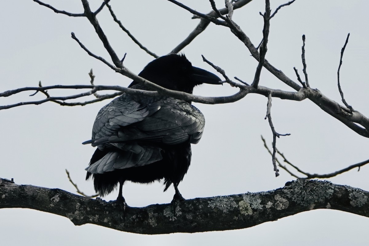 Common Raven - André BERNARD