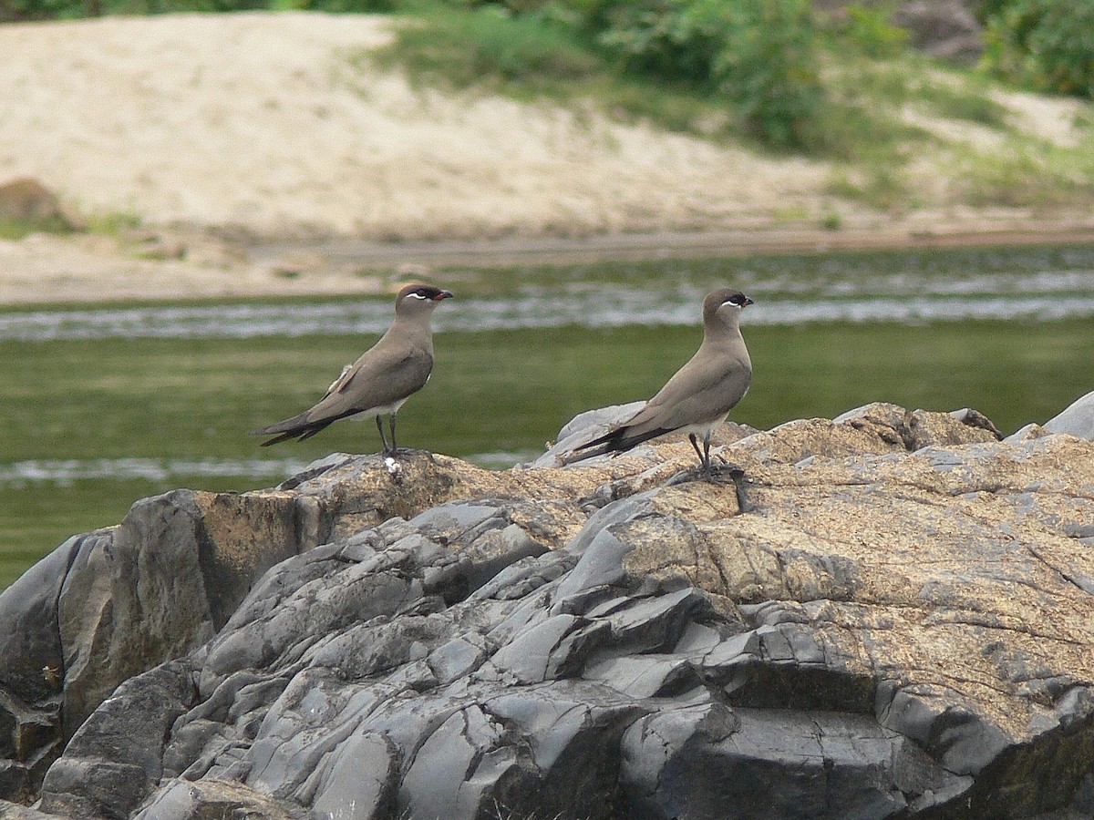 Madagascar Pratincole - Tony King