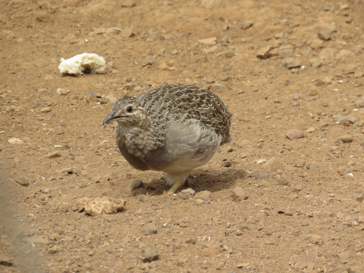 eBird Checklist - 6 Mar 2020 - El Manzano, Quinta Las Riveras - 11 species