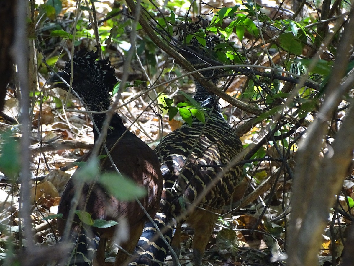 Great Curassow - ML214864031