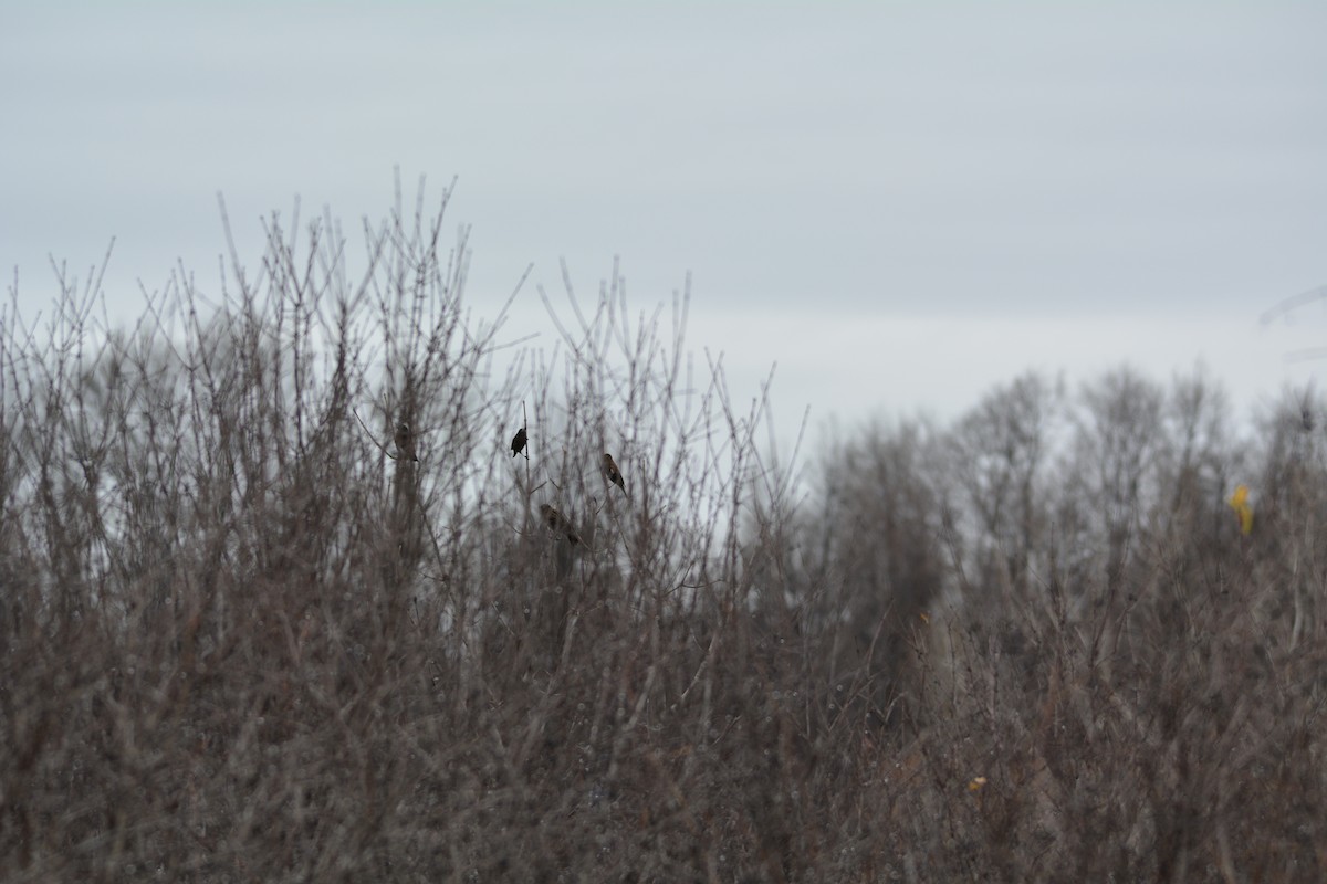 Red-winged Blackbird - David Kennedy