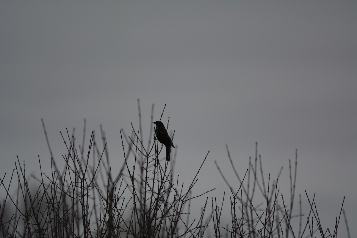 Red-winged Blackbird - David Kennedy