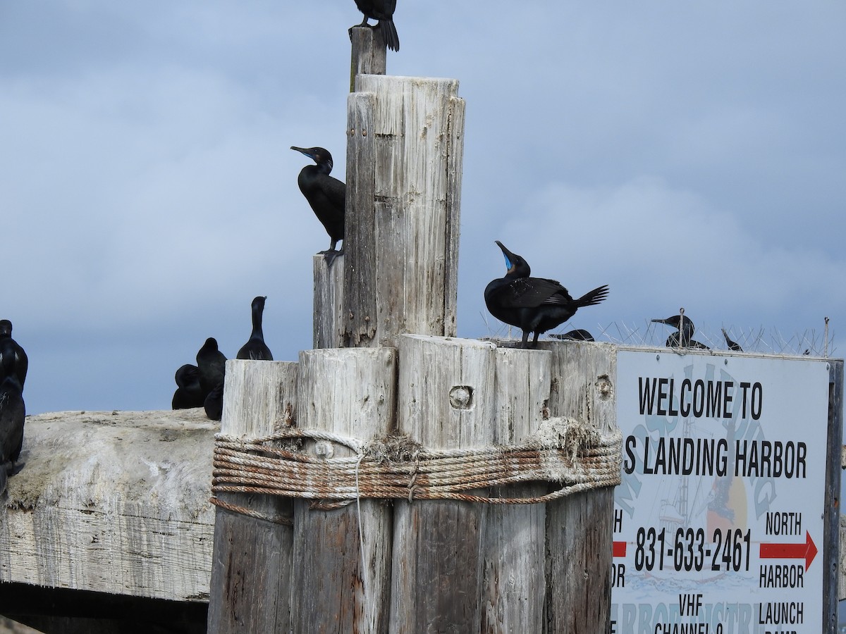 Brandt's Cormorant - ML214866141