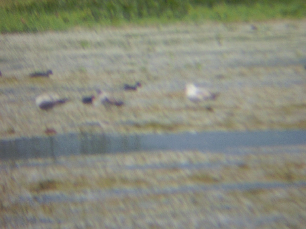 Ring-billed Gull - ML21487421