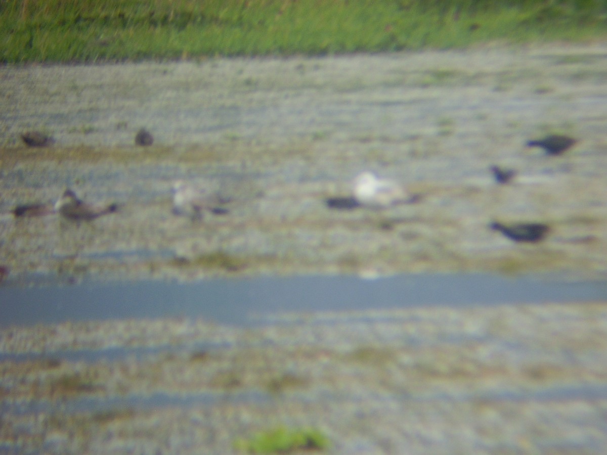 Ring-billed Gull - ML21487431