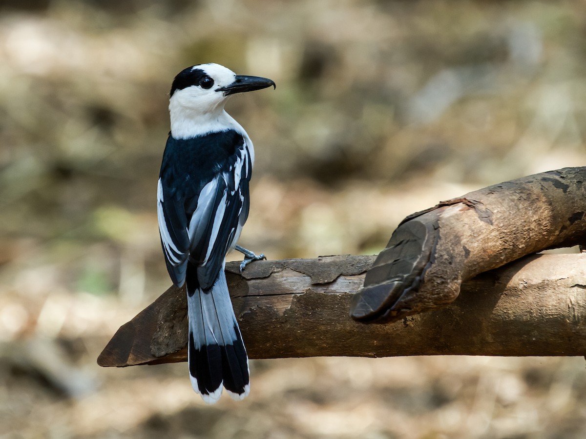 Hook-billed Vanga (Hook-billed) - ML214874731