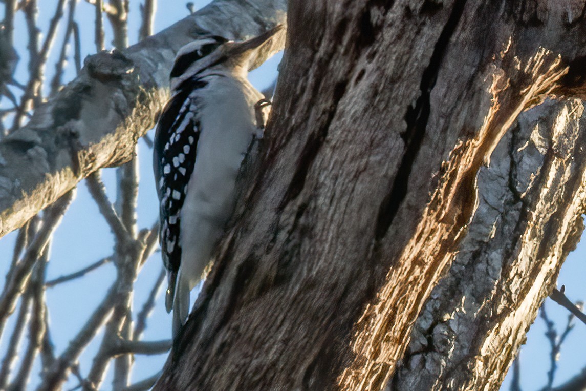 Hairy Woodpecker - ML214875561